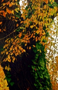 Tree and autumn-looking leaves